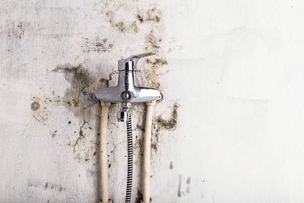 Best Toxic Mold Removal  in Madison, WV