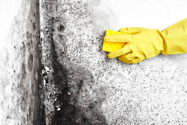 Best Black Mold Removal  in Madison, WV