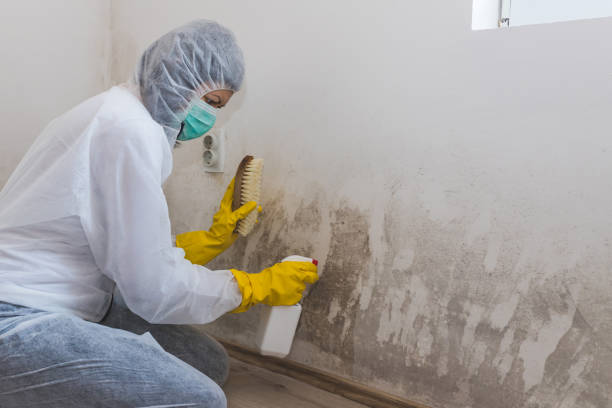 Best Affordable Mold Removal  in Madison, WV