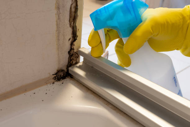 Best Affordable Mold Removal  in Madison, WV