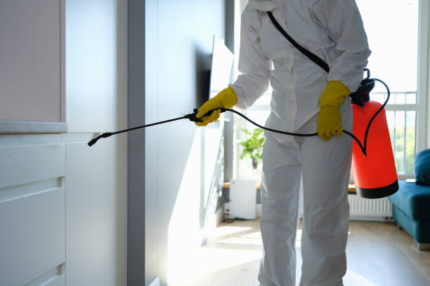 Best Certified Mold Removal  in Madison, WV