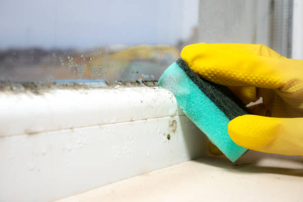 Best Best Mold Removal Companies  in Madison, WV