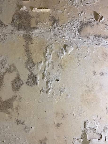 Best Black Mold Removal  in Madison, WV