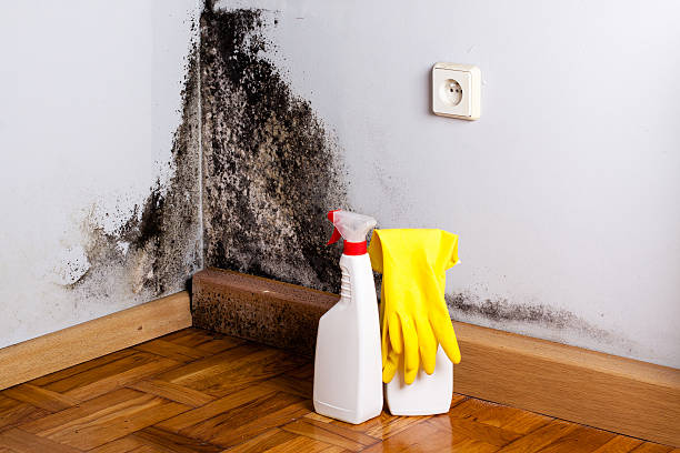 Best Commercial Mold Removal  in Madison, WV