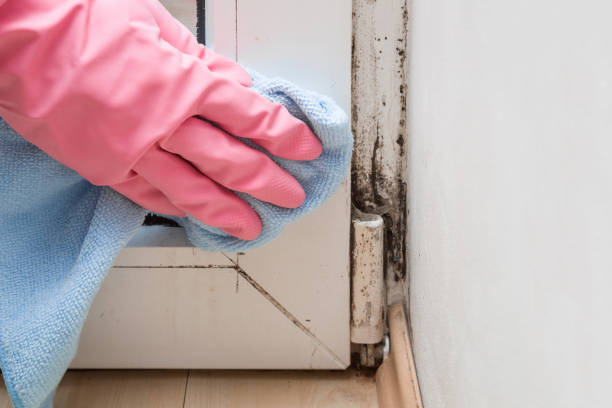 Professional Mold Removal in Madison, WV